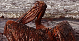 oil soaked pelican