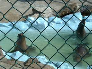 Sea Lions - Talking Animals