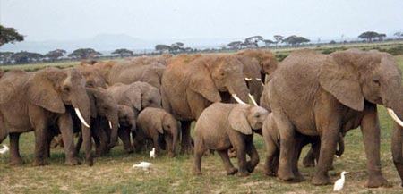Elephants Amboseli