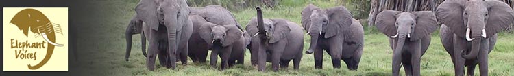 Elephant Voices