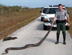 Snakes!