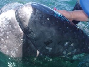 whales
