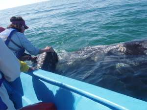 whales