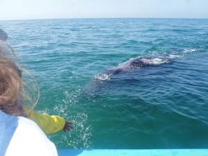 whales