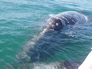 whales