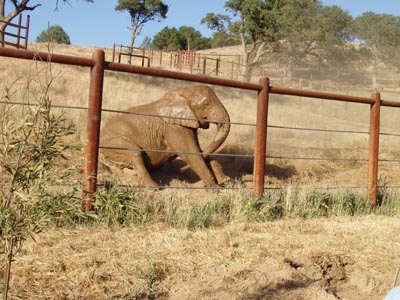 muddyelephant