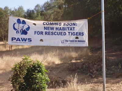tigerbanner