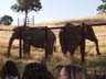 bothAfricans